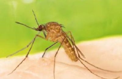 Cosa fare per difendersi dalle zanzare