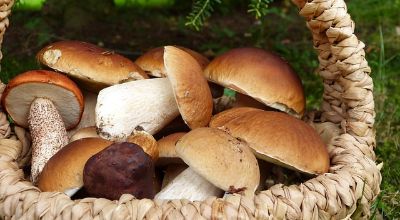 Funghi