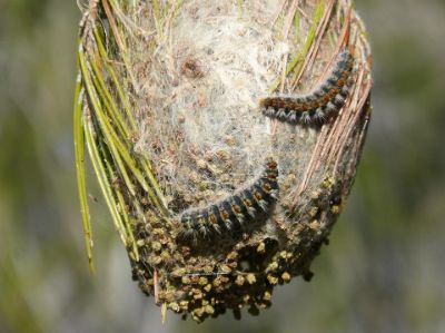 Processionaria del pino