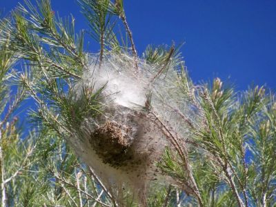 Processionaria del pino