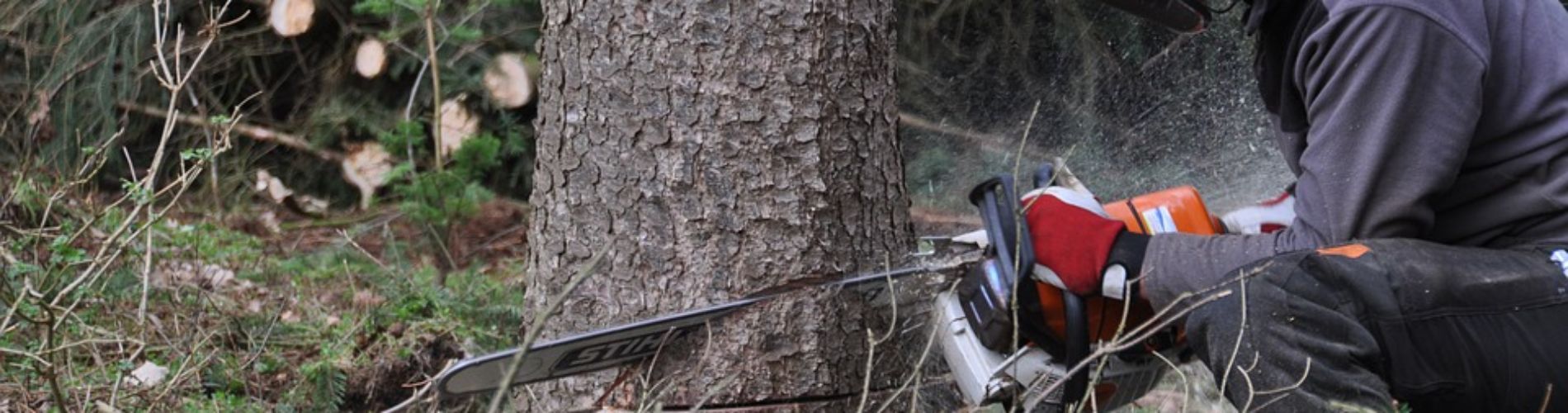 Immagine di Nulla osta abbattimento alberi in giardini privati 