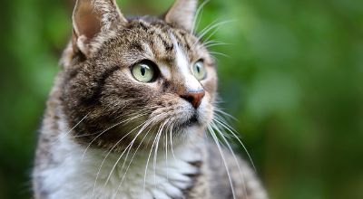 Gatto Gatto