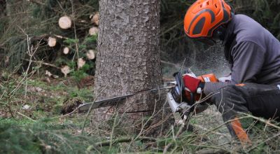 Fotografia di un uomo che abbatte un albero ad alto fusto